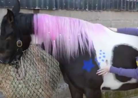 Mulher transforma seu pônei em cosplay