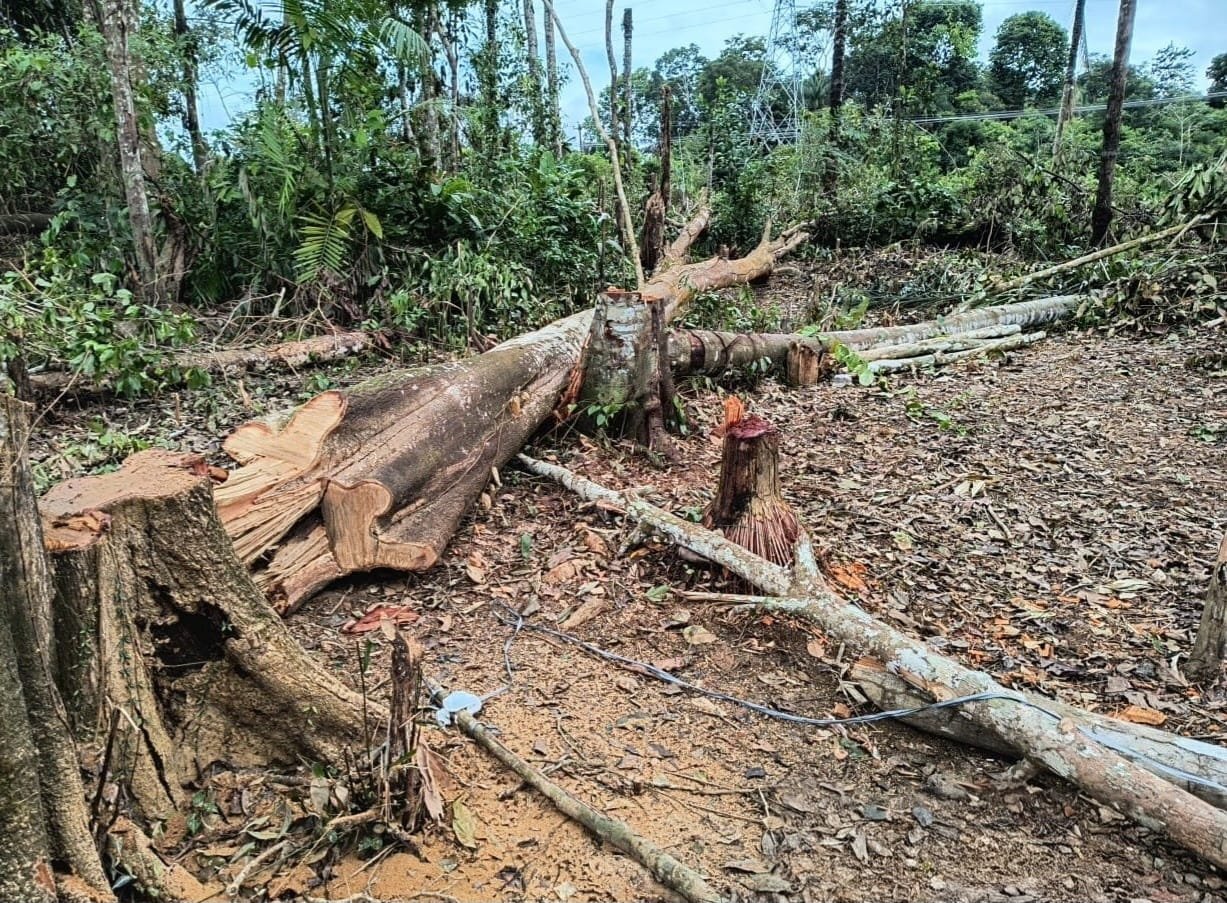IPAAM desmobiliza ocupação irregular e embarga área desmatada em Itacoatiara