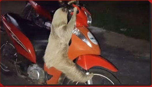 Preguiça-real "invade" posto de saúde e tenta pegar carona em moto no Amazonas