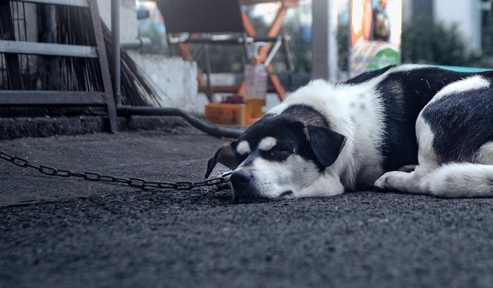 Projeto de Lei quer proibir cães acorrentados em áreas de risco em Manaus