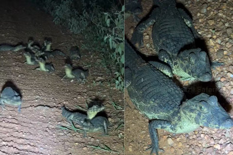 Viajantes se deparam com ninhada de jacarés em estrada no Pantanal