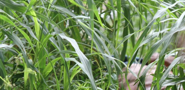 Corpo degolado é encontrado no Distrito Industiral