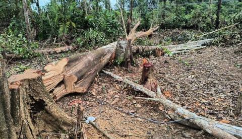 IPAAM desmobiliza ocupação irregular e embarga área desmatada em Itacoatiara