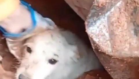 Bombeiros resgatam cão soterrado há mais de 24 horas após desabamento em Juiz de Fora