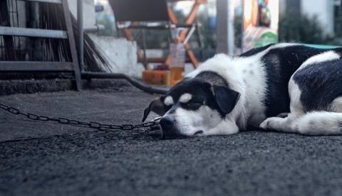 Projeto de Lei quer proibir cães acorrentados em áreas de risco em Manaus