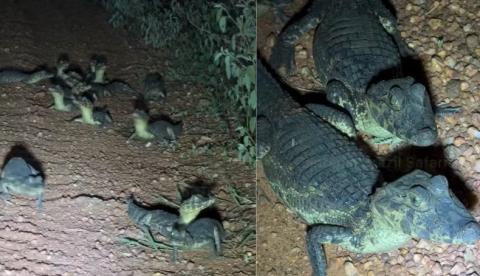 Viajantes se deparam com ninhada de jacarés em estrada no Pantanal