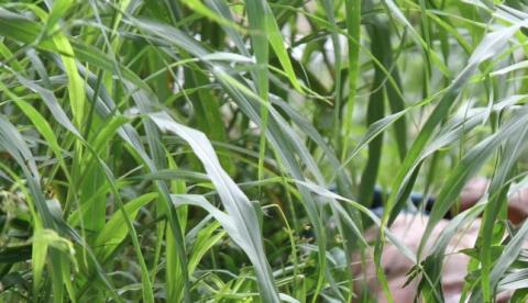 Corpo degolado é encontrado no Distrito Industrial