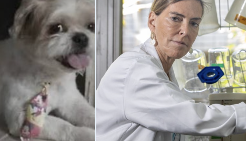 Cachorro com paralisia volta a andar depois de receber Polilaminina