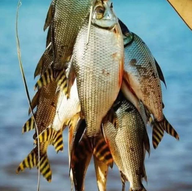 Amazonas oficializa jaraqui como Patrimônio Cultural Imaterial