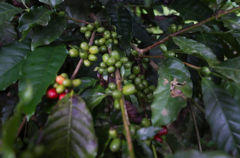 Amazonas sanciona lei que prioriza café local em compras públicas; entenda