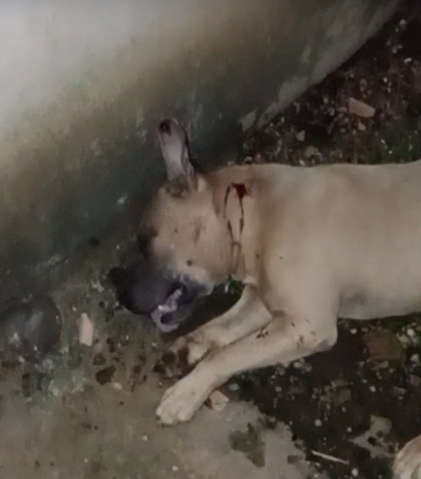 Tutora acusa PM de matar cachorro a tiros durante perseguição em Coari