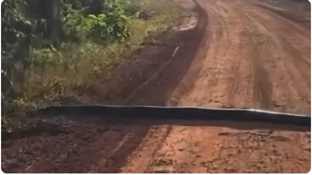 Sucuri gigante trava estrada rural e supreende motorista: "Parece um quebra-molas"; vídeo