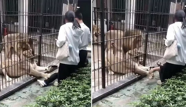 Menina de 10 anos é atacada por leoa em zoológico na China; veja vídeo