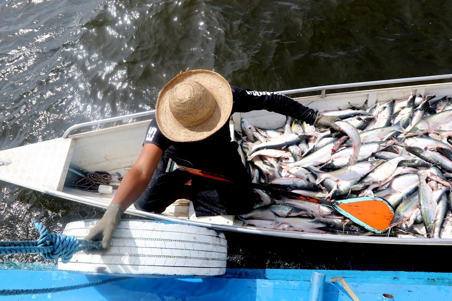 Pesca do mapará é liberada nesta segunda-feira com fiscalização do Ipaam