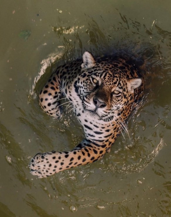 Onça-pintada do Cigs impressiona ao encarar câmera em Manaus