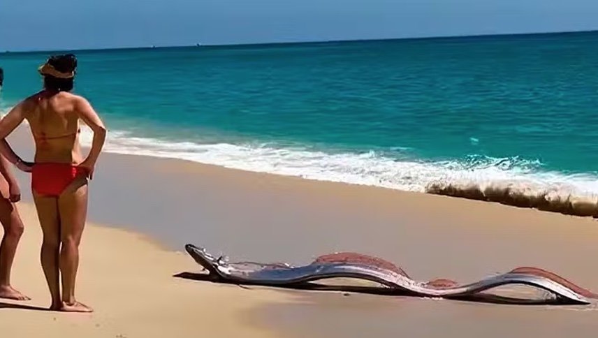 'Peixe do fim do mundo' surge em praia do México e surpreende banhistas; vídeo