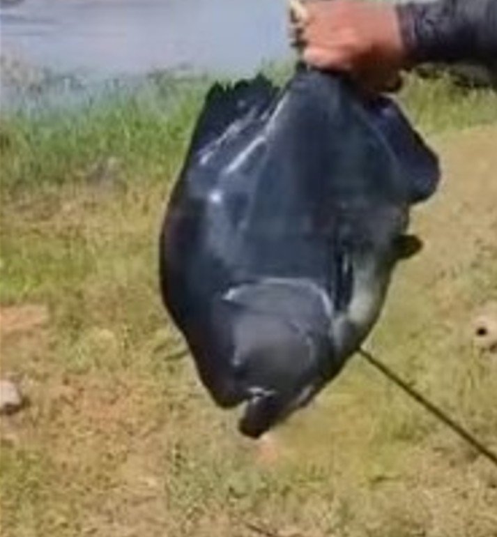 Piranha-preta "gigante" é capturada em balneário no Amazonas