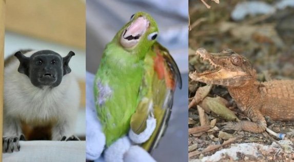 Ipaam resgata sauim-de-coleira e outros animais silvestres em Manaus