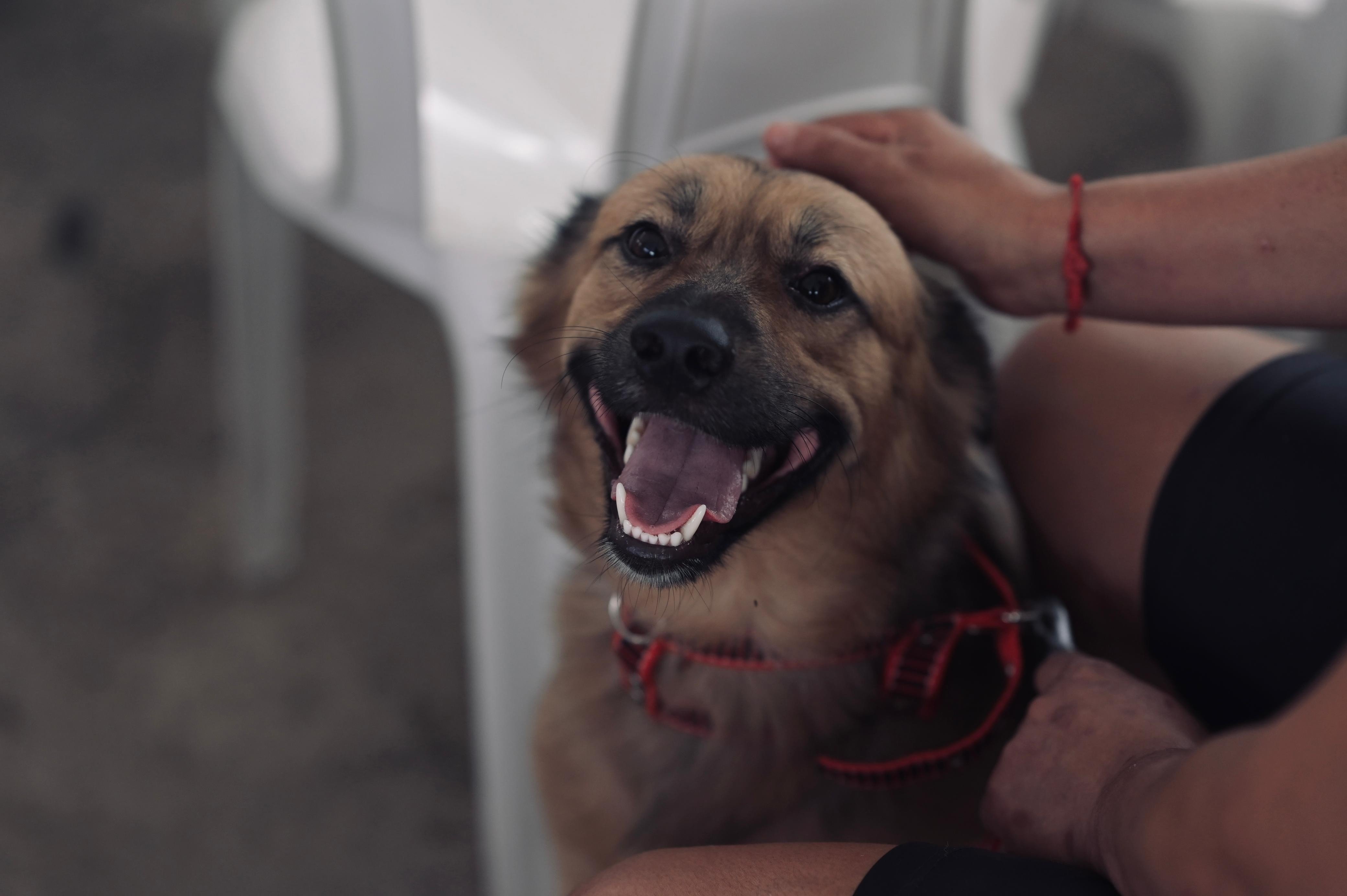 Amazonas abre agendamento para 300 castrações gratuitas na Zona Norte