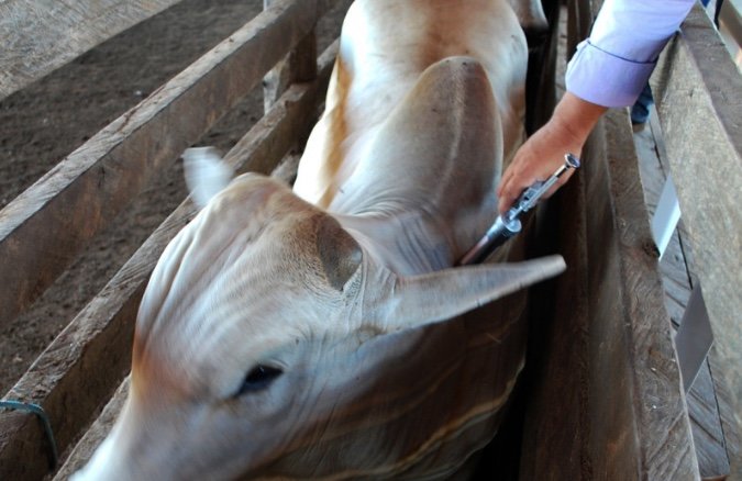 Lábrea torna vacinação contra raiva de herbívoros obrigatória após caso confirmado
