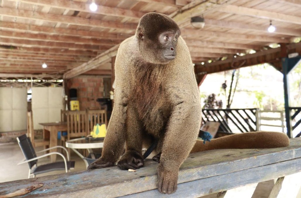 Ipaam resgata macaco-barrigudo vulnerável mantido em sítio na BR-174