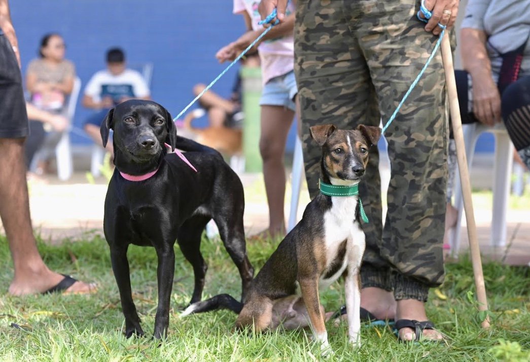 Castramóvel da Sepet inicia agendamento para castração de animais no Coroado