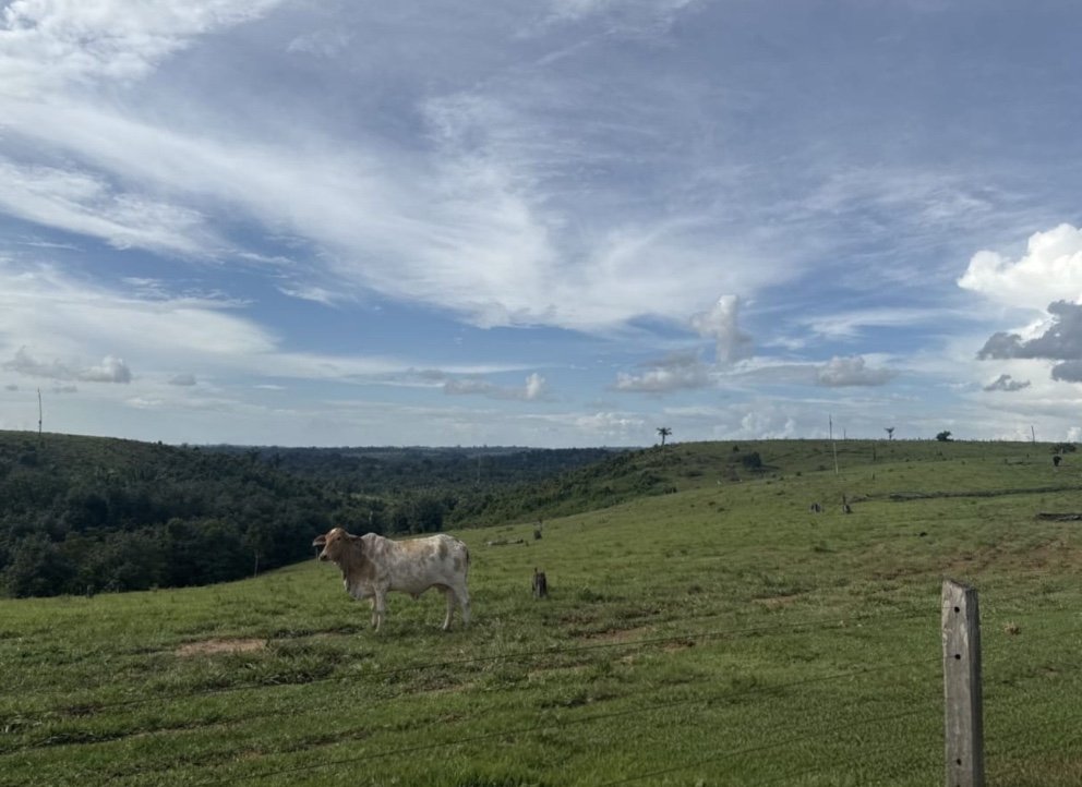 IPAAM multa em R$ 465 mil e embarga área desmatada em Apuí