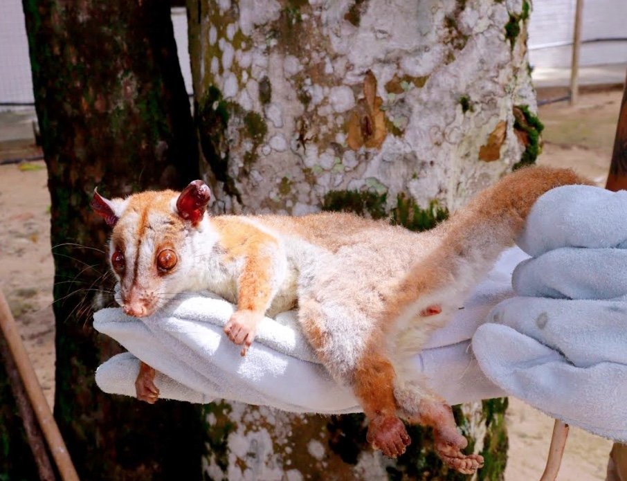 "Cuíca-lanosa": Animal raro é resgatado pelo Ipaam no bairro Chapada