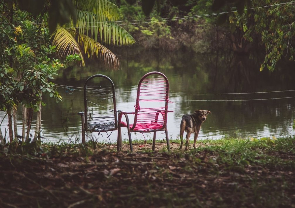 Manaus inspira Bad Bunny? Foto local e capa de Grammy 2026 chocam pela semelhança