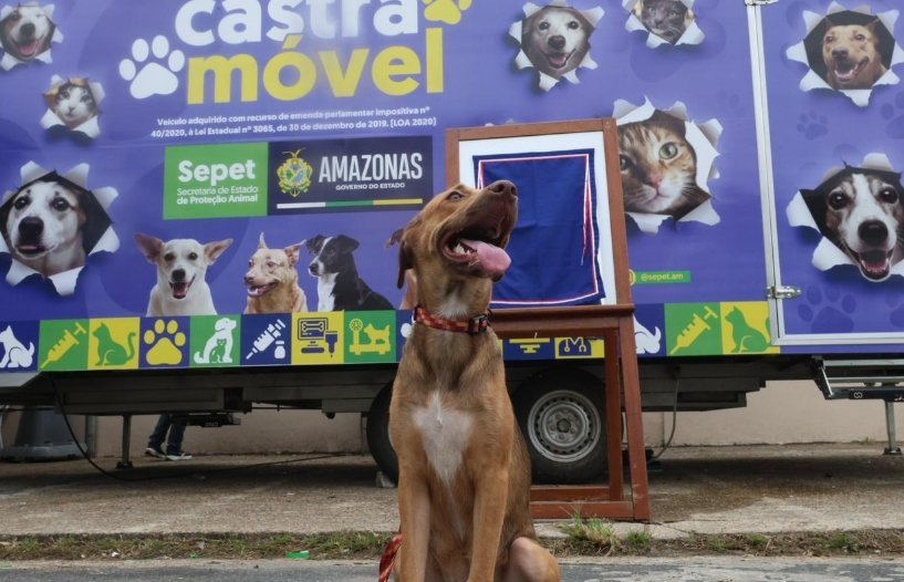 É amanhã: Manaus tenta recorde mundial com mutirão de 2 mil castrações no Largo de São Sebastião