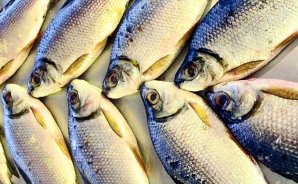 Prefeitura de Manaus faz entrega de peixes nesta terça na Zona Norte