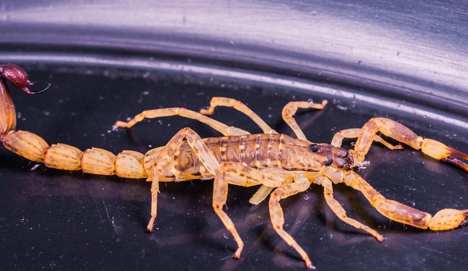 Amazonas autoriza primeiro criadouro científico de escorpiões para pesquisa