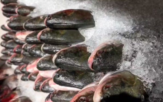 Prefeitura de Manaus inicia distribuição de peixe gratuito no Cidade de Deus; saiba mais