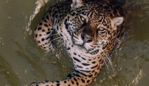 Onça-pintada do Cigs impressiona ao encarar câmera em Manaus