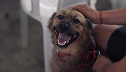 Amazonas abre agendamento para 300 castrações gratuitas na Zona Norte