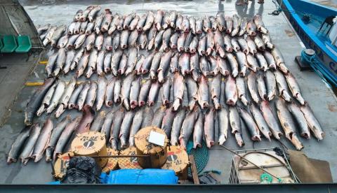 PM apreende 16 toneladas de peixe ilegal em barco que seguia para o Pará