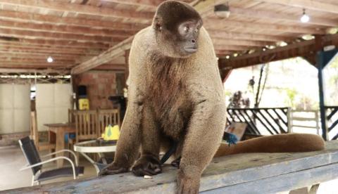 Ipaam resgata macaco-barrigudo vulnerável mantido em sítio na BR-174