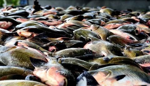 Pesca do tambaqui é liberada no Amazonas após seis meses de defeso