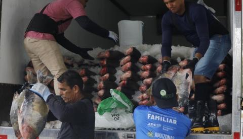 Governo distribui 470 toneladas de peixe para instituições sociais no Amazonas
