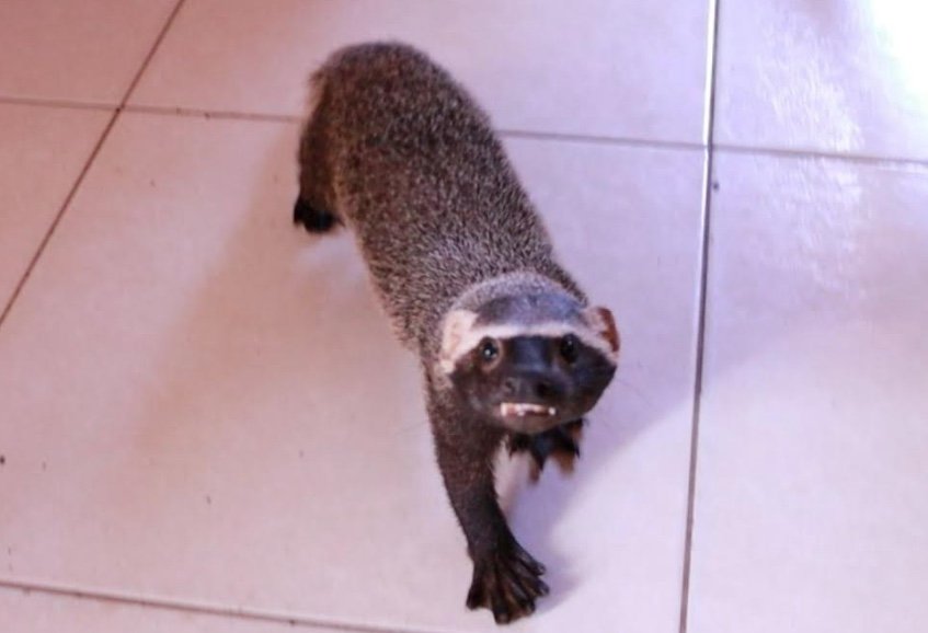 Ipaam resgata furão mantido como "pet" e outras três aves feridas em Manaus