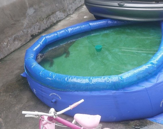 Bombeiros resgatam jacaré encontrado na piscina de crianças no São José