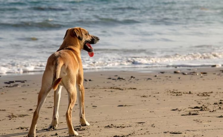 Nova lei libera circulação de pets em praias e balneários de Manaus