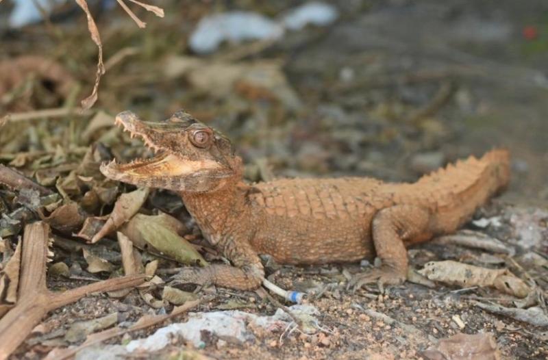 Captura de Tela 2026-03-27 às 14.46.01.jpg