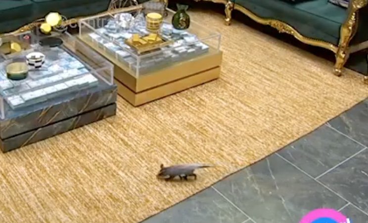 BBB 26: gambá invade a casa e obriga produção a intervir