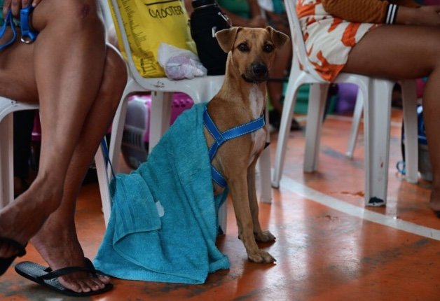 Castramóvel abre inscrições para castração gratuita de cães e gatos no Educandos