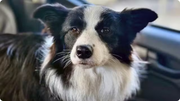 Cadela é salva após três dias trancada em carro sob sol forte