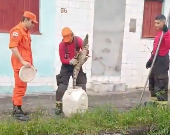 Moradores acionam resgate após avistar filhote de jacaré na Cidade Nova; vídeo