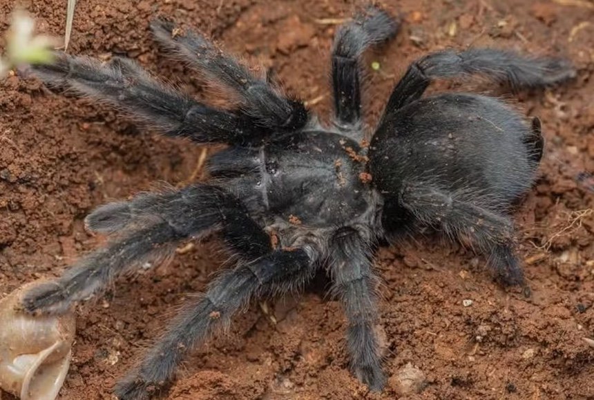 Nova espécie de tarântula surpreende cientistas com genitália gigante