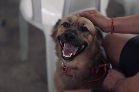 Manaus oferece 300 vagas para castração gratuita de cães e gatos no Cidade de Deus
