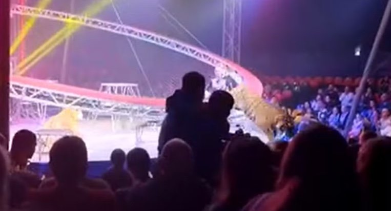 Vídeo: Tigre invade área do público em circo e gera fuga desesperada